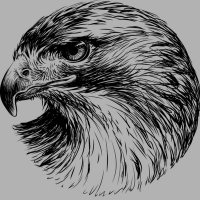 Falco Peregrinus 🦅(@FalcoPel01) 's Twitter Profile Photo