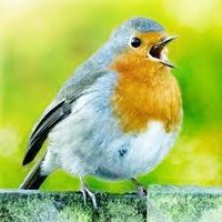 Robin Carpenter (@01_carpenter) 's Twitter Profile