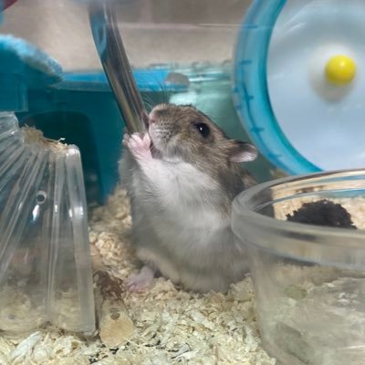 cle_2's profile picture. ミニチュアパン→ミニチュアフード→レジン小物 迷走中