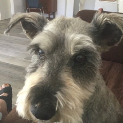 A Librarian’s dog 🌈 my human quit Twitter. Books, Libraries and other stuff