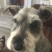 LottieMiniSchnauzer (@lottieschnauzer) Twitter profile photo LottieMiniSchnauzer (@lottieschnauzer) Twitter profile photo