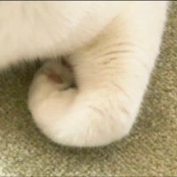 初音 (@_108p0) 's Twitter Profile