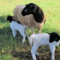 Methu's Dorper Breeders (@king_mutaih) 's Twitter Profile Photo Methu's Dorper Breeders (@king_mutaih) 's Twitter Profile Photo