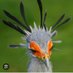 🎗️secretarybird 😈👻🐉 (@radikalelogik) Twitter profile photo 🎗️secretarybird 😈👻🐉 (@radikalelogik) Twitter profile photo