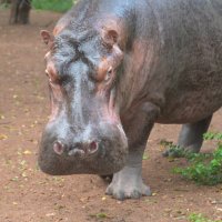 Turgwe Hippo Trust(@turgwe777) 's Twitter Profile Photo