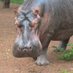 Turgwe Hippo Trust (@turgwe777) Twitter profile photo
