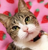 愛猫ひめにゃんとまーくんとぼちぼちと♪ 🐱2003.5〜2022.9.7🌈のキジ白19歳のひめにゃん、🐱2011.10生まれのキジトラ13歳のまーくん。 🐱長野県、ハッピーテールのボランティアです。