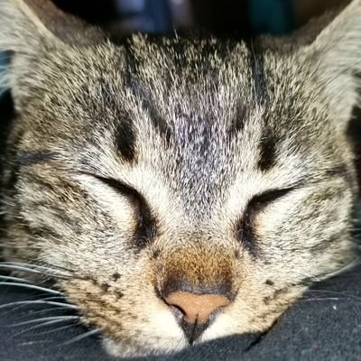 Cevi95's profile picture. P.E.B.C.A.K. 
(Problem Exists Between Chair And Keyboard)