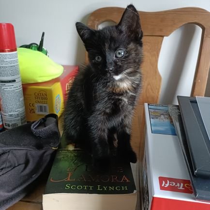 I'm just a cat on a book.