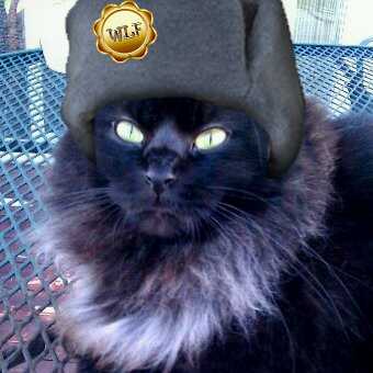 KittyKitty_KKat's profile picture. I live with my 2 hoomans. I'z about 9 yrz old. #WLF