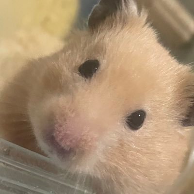 ハムスター飼ってます🐹ハムスター好きな方フォローよろしくお願いします🥺🤝