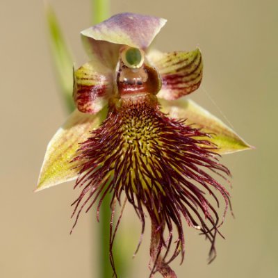 Glen Ryan | Silver Dory Productions | commercial imaging (stills + motion), landscape art, Tilba Nursery, Tilba Tilba, NSW - Australian flora + wild orchids