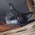 MeowayBoopChin (@meowayboopchin) Twitter profile photo MeowayBoopChin (@meowayboopchin) Twitter profile photo