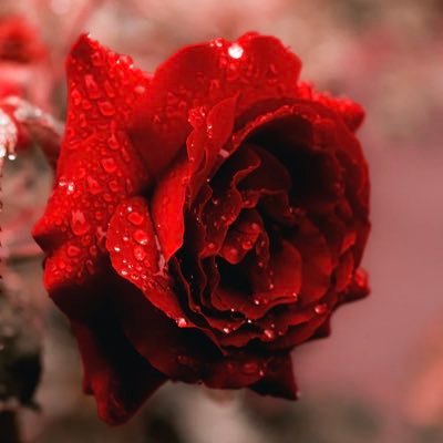 miz_behavn's profile picture. Wife, Mother, Engr, Realist!!!!!........... #TeamMUFC #Virgo