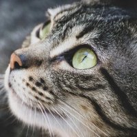 Jemvp $MAD (@josvier69851986) 's Twitter Profile