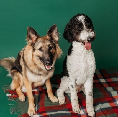 The world according to Ozzy the standard poodle and Wylie the german shepherd, the bestest best friends.