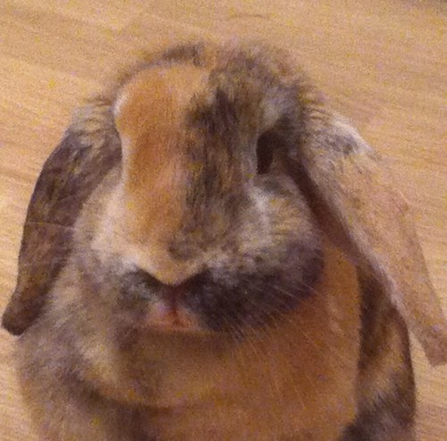 Igor_GG's profile picture. 