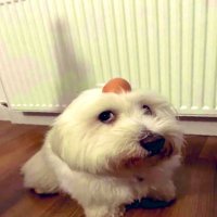 dog with egg(@elmij00) 's Twitter Profileg
