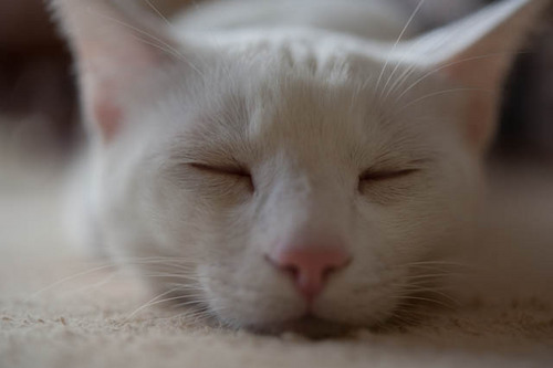 x1miy's profile picture. カメラは趣味 テイカーは嫌い(テイカーに飲ませる酒はない) 不義理な事も嫌い