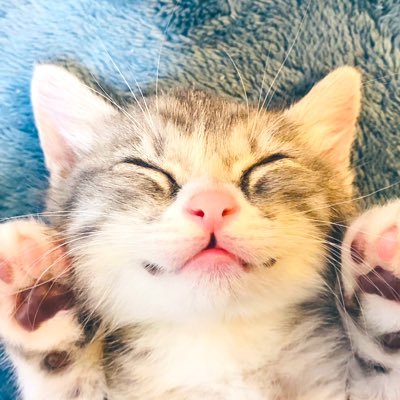 猫シェアハウスの大家♪関東でのんびり5棟26室運営中♫ 3棟12室準備中⚒保護猫活動✖️不動産の有効性を提唱する人★猫グッズマニア過ぎて、猫特化型住宅コンサル始めました🐈猫事業家さん、猫好きさんの仲間欲しい❤️寄付に頼らない自走可能な保護猫活動を目指しています👀