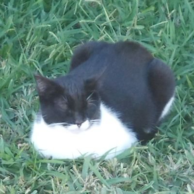 _projectstar's profile picture. ☢️TW !!☢️
This is going to be full of stickers, gore, cute doodles, vomit all over, married incest, non-con, facial expressions study, sh ...