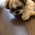 ケンゾー (@kenzo_shih_tzu) Twitter profile photo ケンゾー (@kenzo_shih_tzu) Twitter profile photo