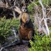 Swampwallaby (@swampwallabies) Twitter profile photo Swampwallaby (@swampwallabies) Twitter profile photo