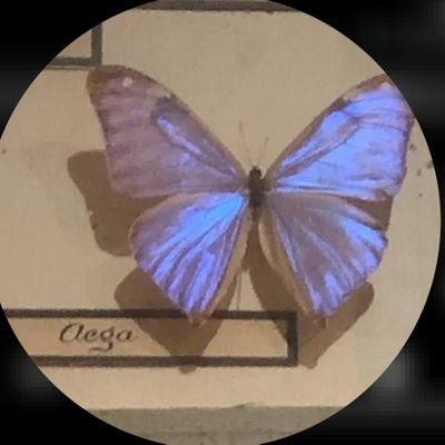 shl11s's profile picture. تصالح مع الجميع،واستمتع بحياتك..🫂