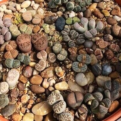 OribelZane's profile picture. 