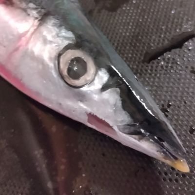 鮭さんのプロフィール画像