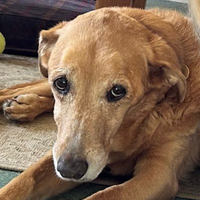 Fox red Labrador girl Cassie and her longsuffering human.  Cassie 11 July 2009 - 21 March 2024 🌈