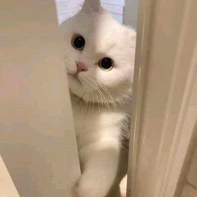 RPhnaako_'s profile picture. RPh🙏💊