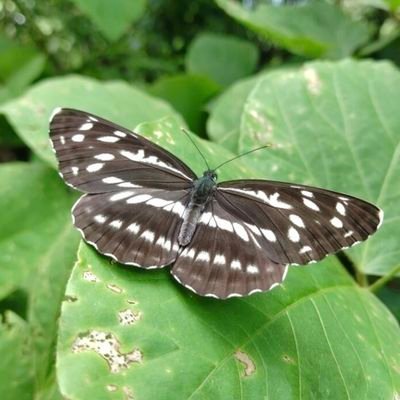 自然と生き物💖厳しい自然の中、懸命に生きている生命の輝きを見るのが好きです🍀10月から春は低浮上ぎみ。