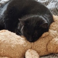 Victoria Hemsworth (@squirrelflute1) 's Twitter Profile