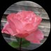 Frida🇵🇸 (@himmel9900) Twitter profile photo Frida🇵🇸 (@himmel9900) Twitter profile photo