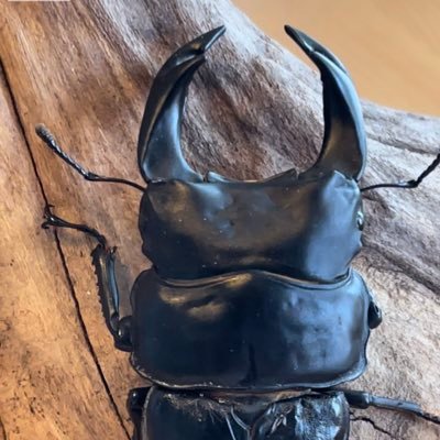 6aBbm's profile picture. 3DCG系のクリエイティブな仕事の傍らヘラクレスオオカブト、スマトラオオヒラタ、オオクワガタ（能勢YG.久留米、ホペイ、）メインは奈良輪川西をブリードしております。