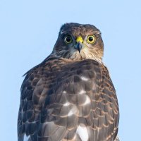 richard cleobury (@richardcleobury) 's Twitter Profile