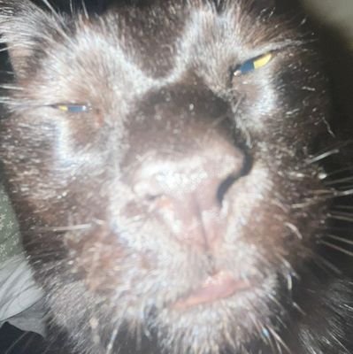 VanillaDIcey's profile picture. wut?