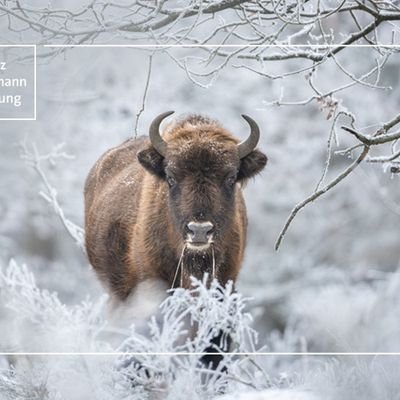 hauni_thomas's profile picture. Leidenschaftlich FC Bayern/DSC Arminia Bielefeld
NABU-Mitglied und Pate, WWF-Pate, BUND-Pate
trust WDC, Vier Pfoten, PETA, Pro Artenschutz. Sielmann-Stiftung