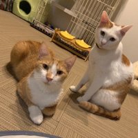 Sweet Cat Life 〜ニャンログ〜 (@sweetcatlife8_5) Twitter profile photo