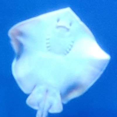 艦これやってます
他に、WT、hoi4やってます
着任は2019/10です。よろしくお願いします!
無言フォロー失礼します
#艦これ #提督さんとつながりたい
二群(23/11)