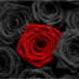 RockZone UK (@rockzoneuk) Twitter profile photo RockZone UK (@rockzoneuk) Twitter profile photo