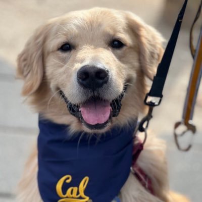 ToochThePooch's profile picture. Golden retriever pup born 7-Sep-2019; love snoozles, snacking, walksies, snuggles, pats, and singing opera with my Mama. I has 2 cat brudders.
