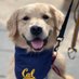 Tucci Poochie (@toochthepooch) Twitter profile photo Tucci Poochie (@toochthepooch) Twitter profile photo