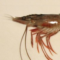 addictedtoprawn (@addictedtoprawn) 's Twitter Profile