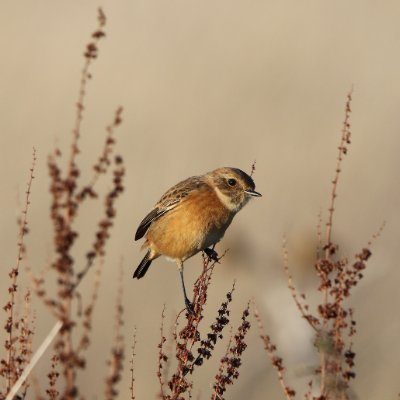 Birding in Oxfordshire and wherever else takes my fancy.