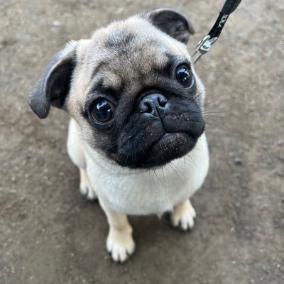 brz5528's profile picture. ゴリですただのパグ使いです