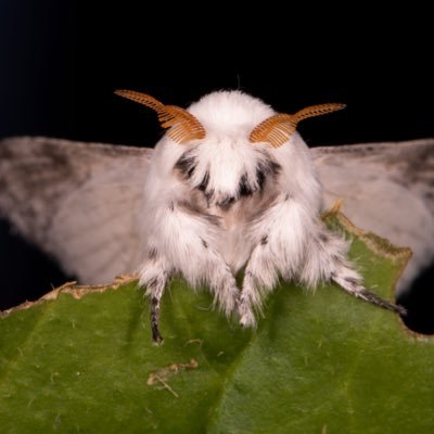 LastHoundLeft's profile picture. I’m a fucking legend  18