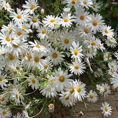 Comfort_Cushion's profile picture. 