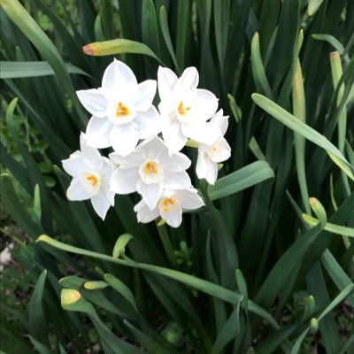 sakura58645004's profile picture. X JAPAN 関連のアカウントでしたが、何ら希望も見出せず、混沌とした状況は変わらず、批判的なつぶやきでこのまま継続するのも辛くなってきました。よって、少し投稿の方向を変えようかと考えてるこの頃です。